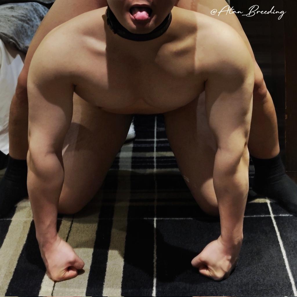 Daymuscle之(@A_tan_Breeding-阿坦）